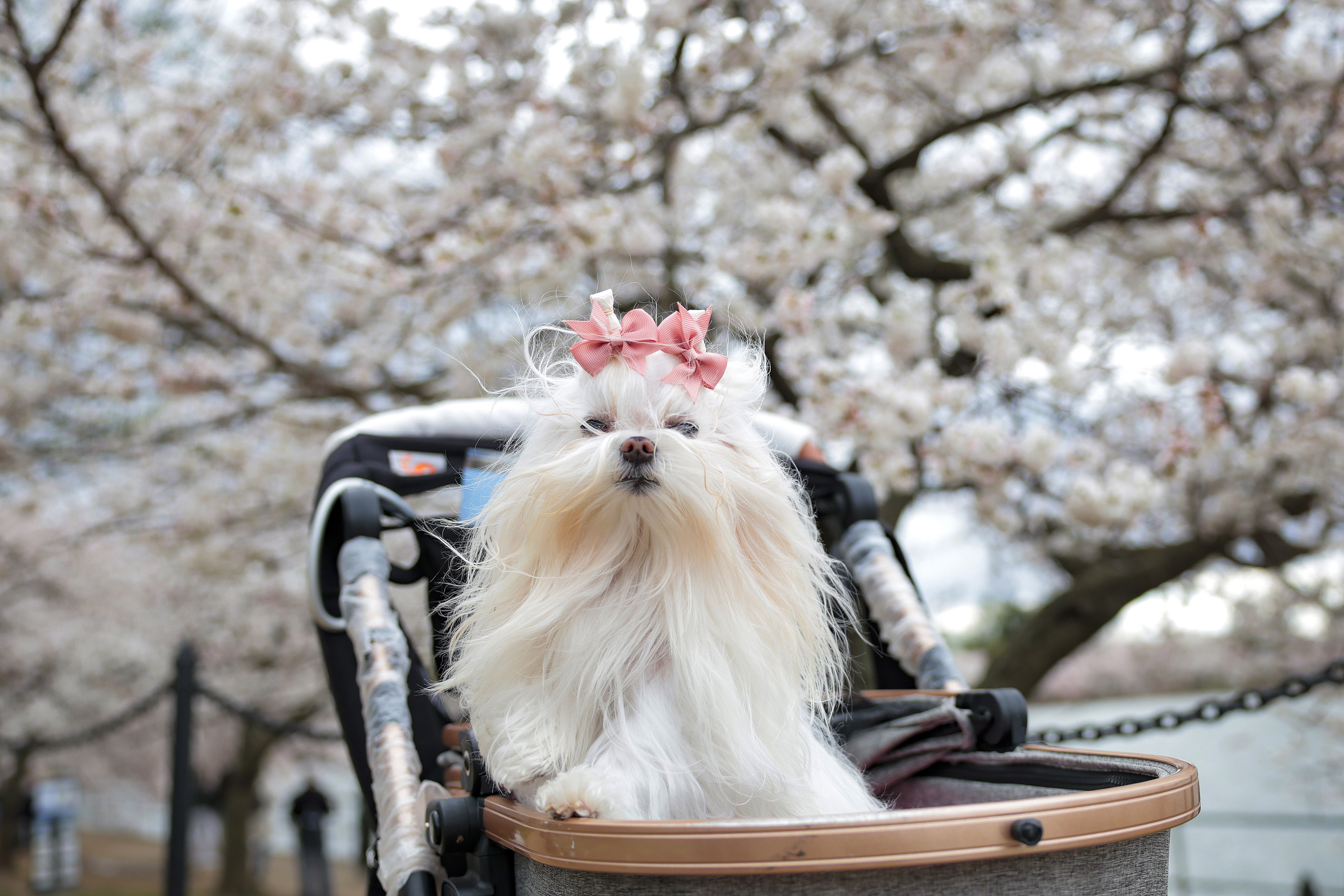 A small dog with ribbons in its hair rides in a stroller beneath cherry-blossom trees.