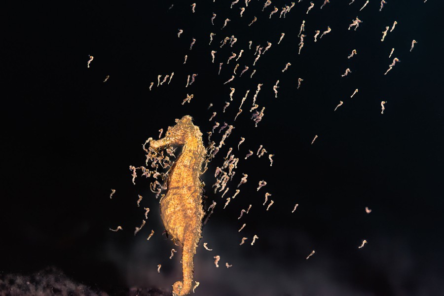 A seahorse releases dozens of tiny baby seahorses into the surrounding water.