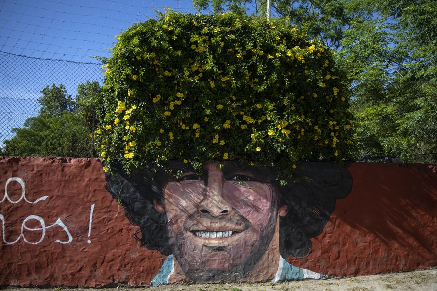 A mural of Diego Maradona painted on a wall blends with a bush that appears to fill in the top of his head and hair.