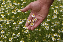 A chamomile plantation