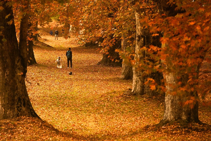 People walk on a leaf-strewn path beside large maple trees.