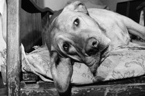 A black-and-white photo of a dog lying sideways on a bed, looking sad