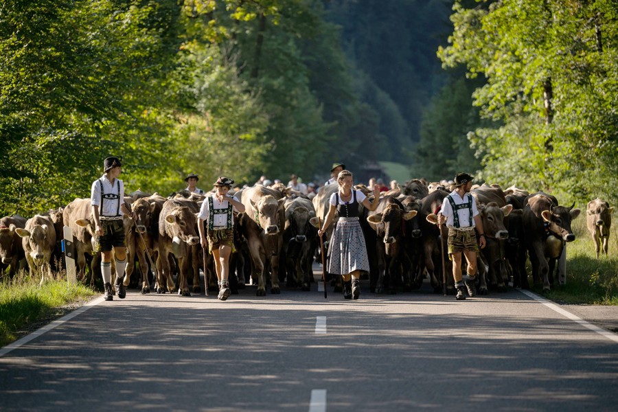 Several people in traditional Bavarian clothing walk in front of or alongside a herd of cows, moving down a road.