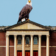 Eagle perched on top of university building
