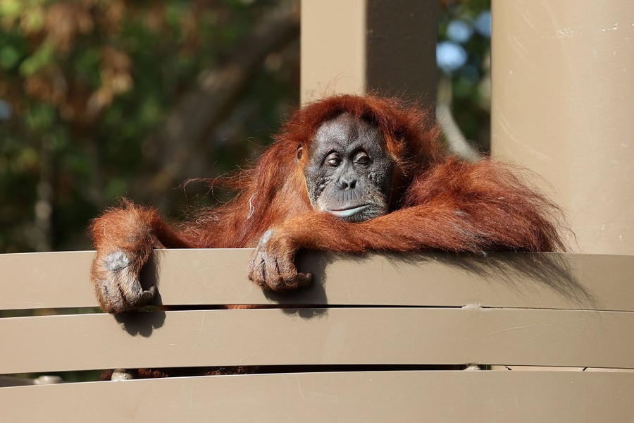 An orangutan leans on a railing.