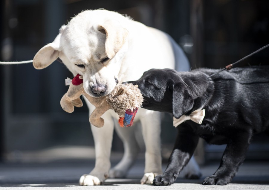 Photos: Paws in the Water—Dogs at Play - The Atlantic