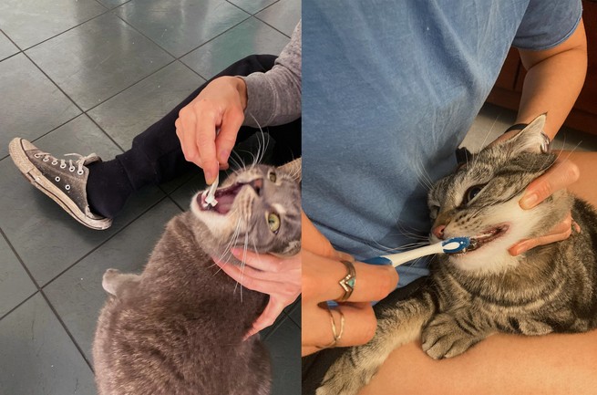 two side by side photos showing cats getting their teeth brushed