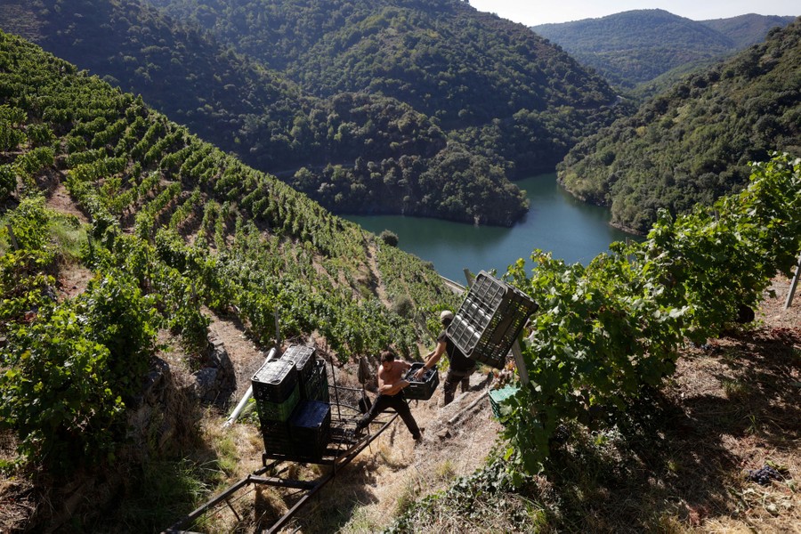 A worker carries a crate filled with grapes on the slope of a hillside vineyard.