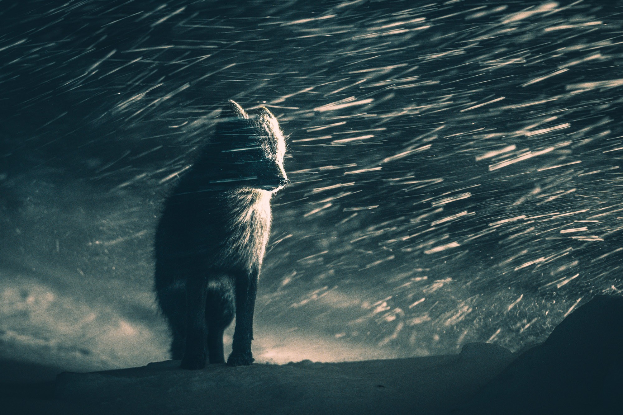 A small fox stands on snowy ground, during a snowstorm.