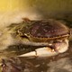 A crab on a sandy beach surrounded by sea foam