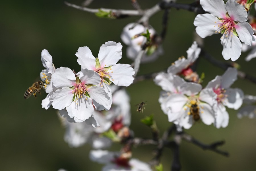 Several bees fly among flowers.