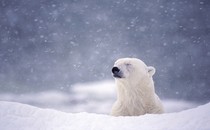 A polar bear raises its head in a snowstorm.