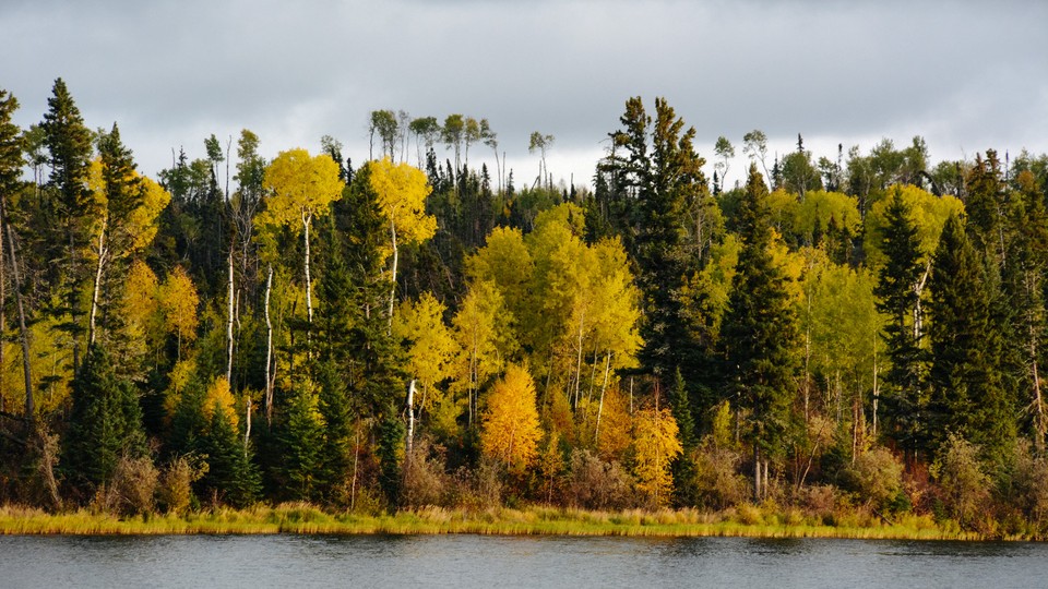 A forest on the shore of a lake in Canada