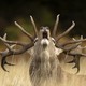 A red deer stag lifts its head up and gives a bellow.