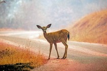 A deer stands in the middle of a road.