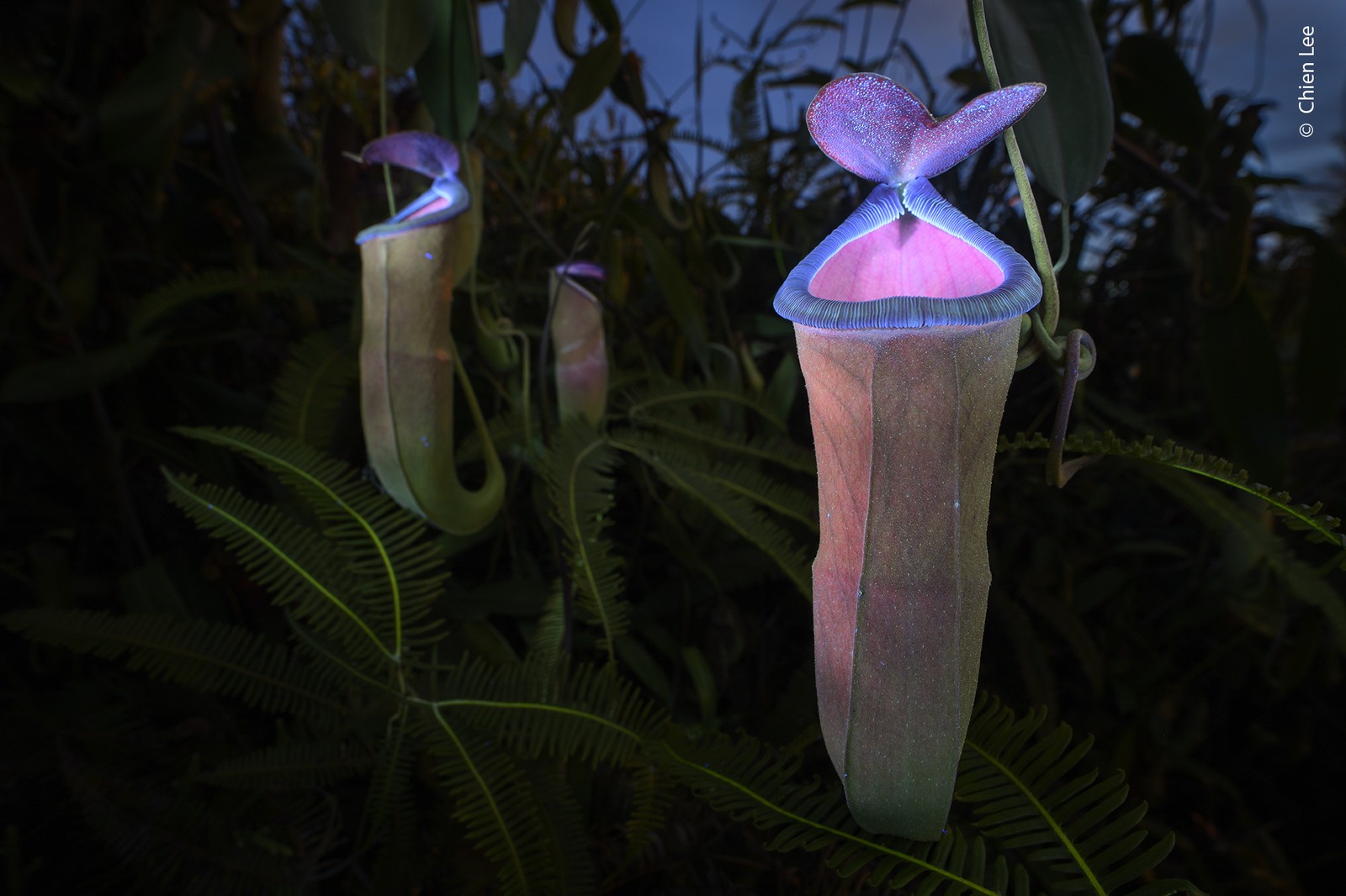 A close view of several pitcher plants, glowing colorfully under ultraviolet light.