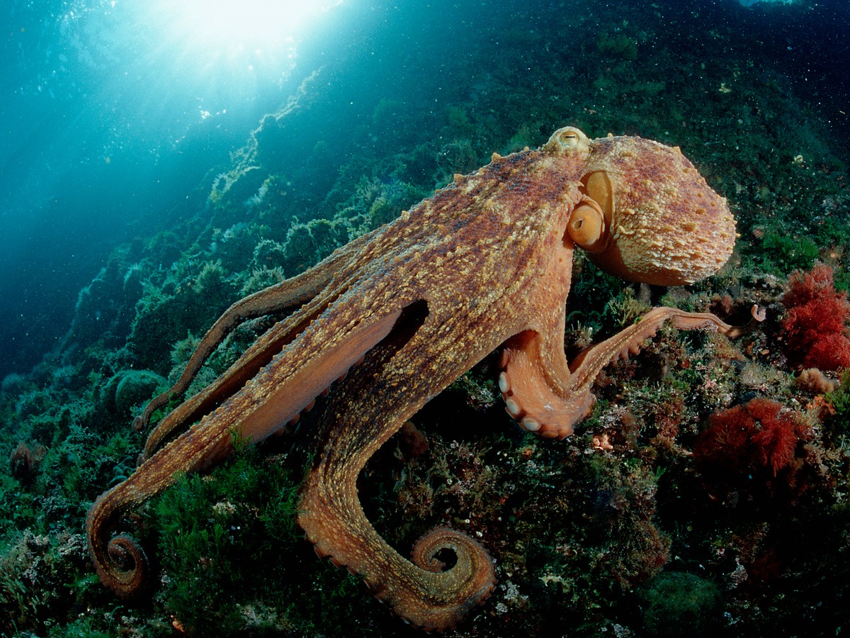 octopus attack diver