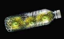 Anemones inside a plastic bottle