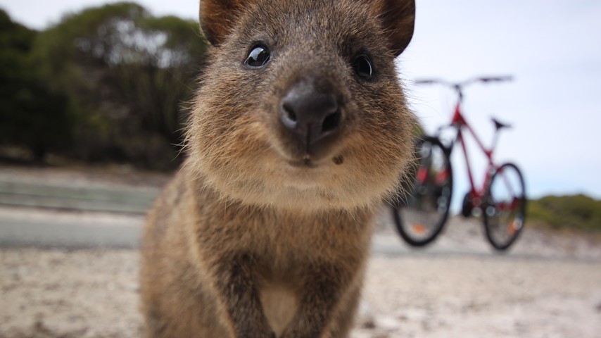 Smiling Quokkas on Rottnest Island, Australia: World's Happiest Animals -  The Atlantic