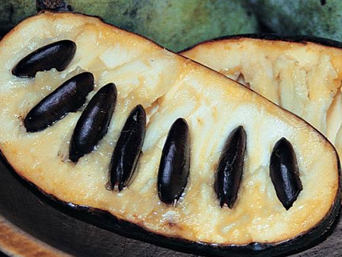 Why Americans Don't Eat Pawpaw - The