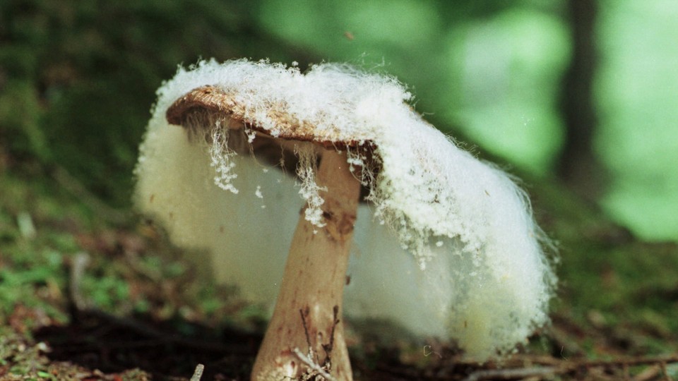 Can You Grow Mushrooms on Mold? 