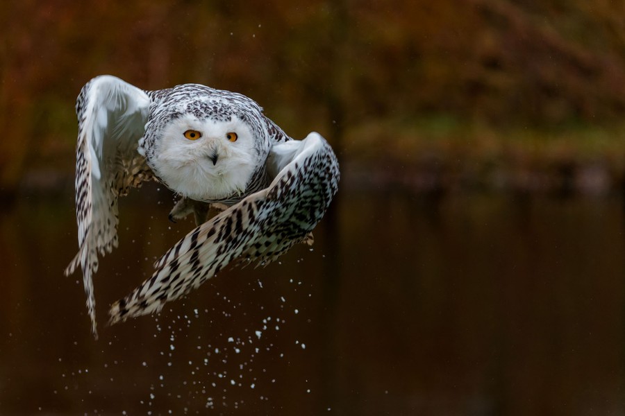 Un harfang des neiges vole au-dessus de l'eau.