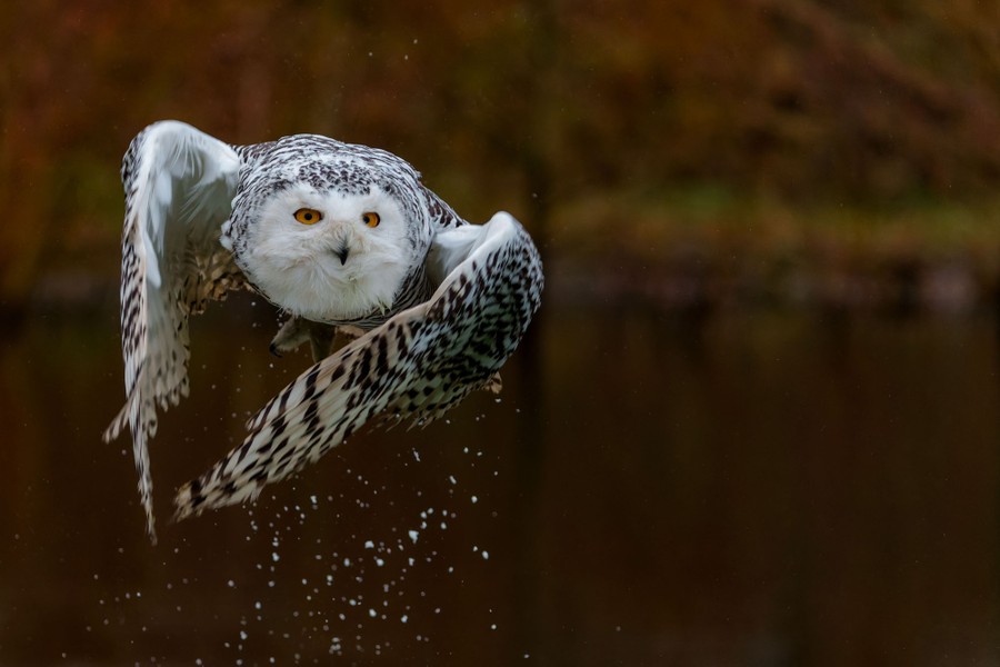 Superb Owl' takes flight: Social media filled with bird photos ahead of  56th Super Bowl in California