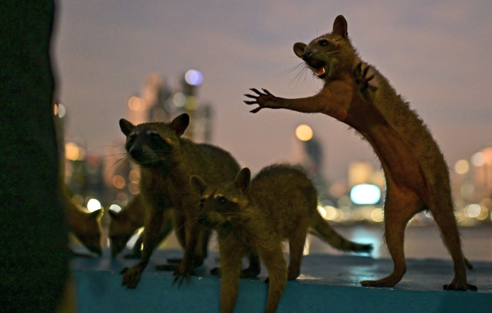 Several raccoons beg and reach for food on a waterfront, with a city skyline in the background.