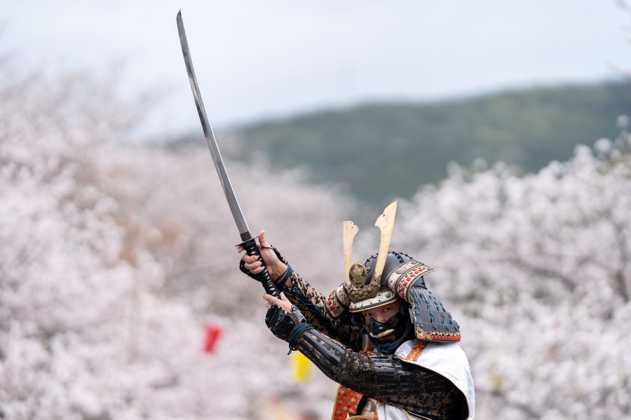 A man dressed in a samurai warrior costume poses for a photograph in front of blooming trees.
