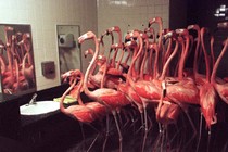 Flamingos looking in a mirror