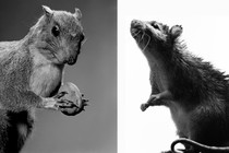 An image of a squirrel on the left, and a rat on the right. They look very similar.