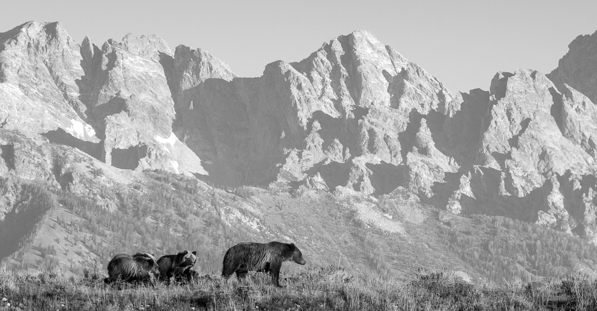 Californische grizzlyberen worden steeds vleesetender.  Geef de mensen de schuld.