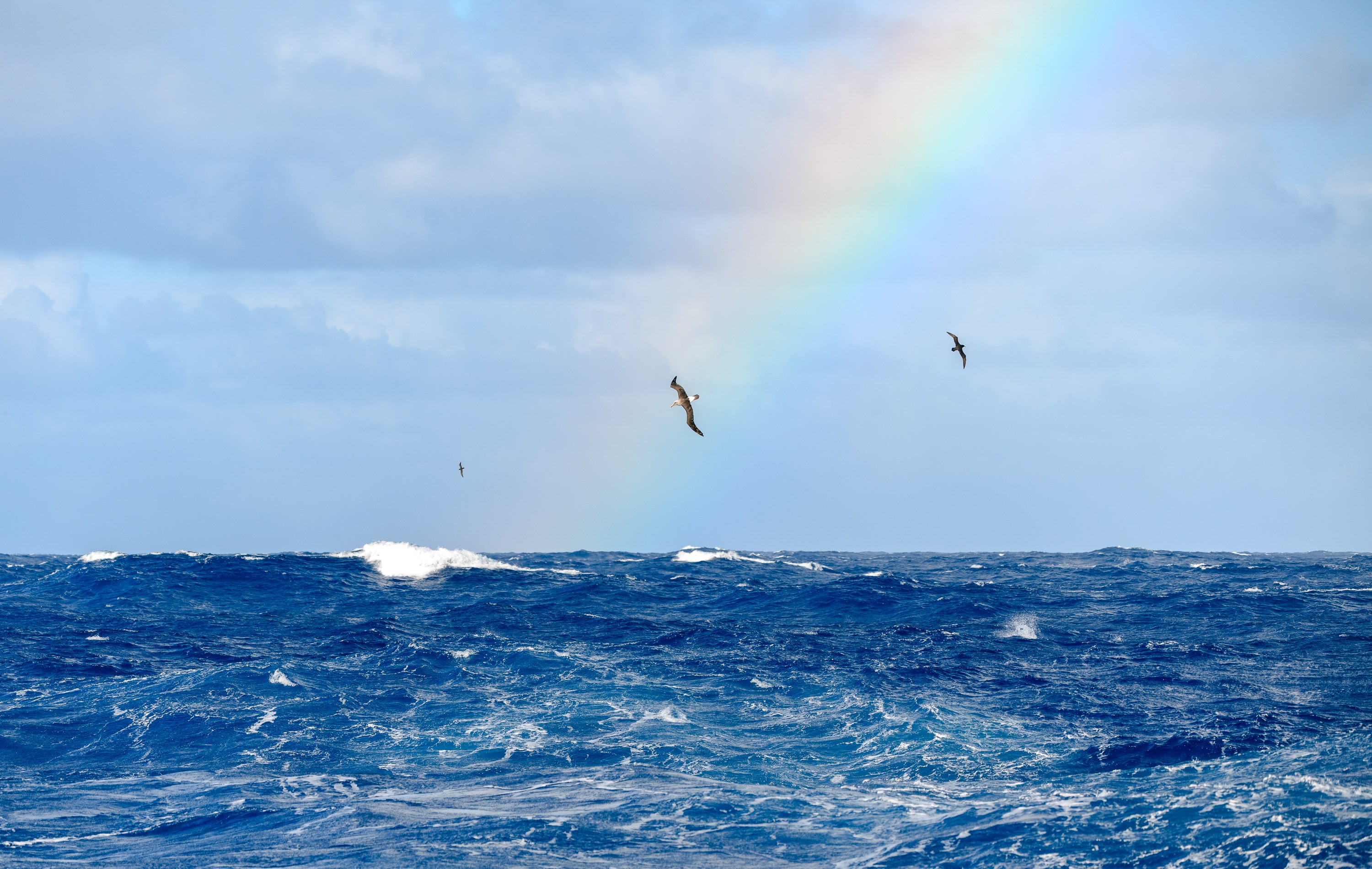 Seabirds fly above ocean waves, beneath a faint rainbow.