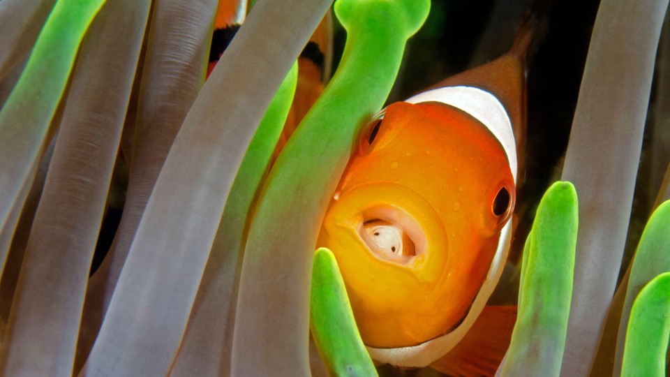 a tongue-biting isopod in a clownfish