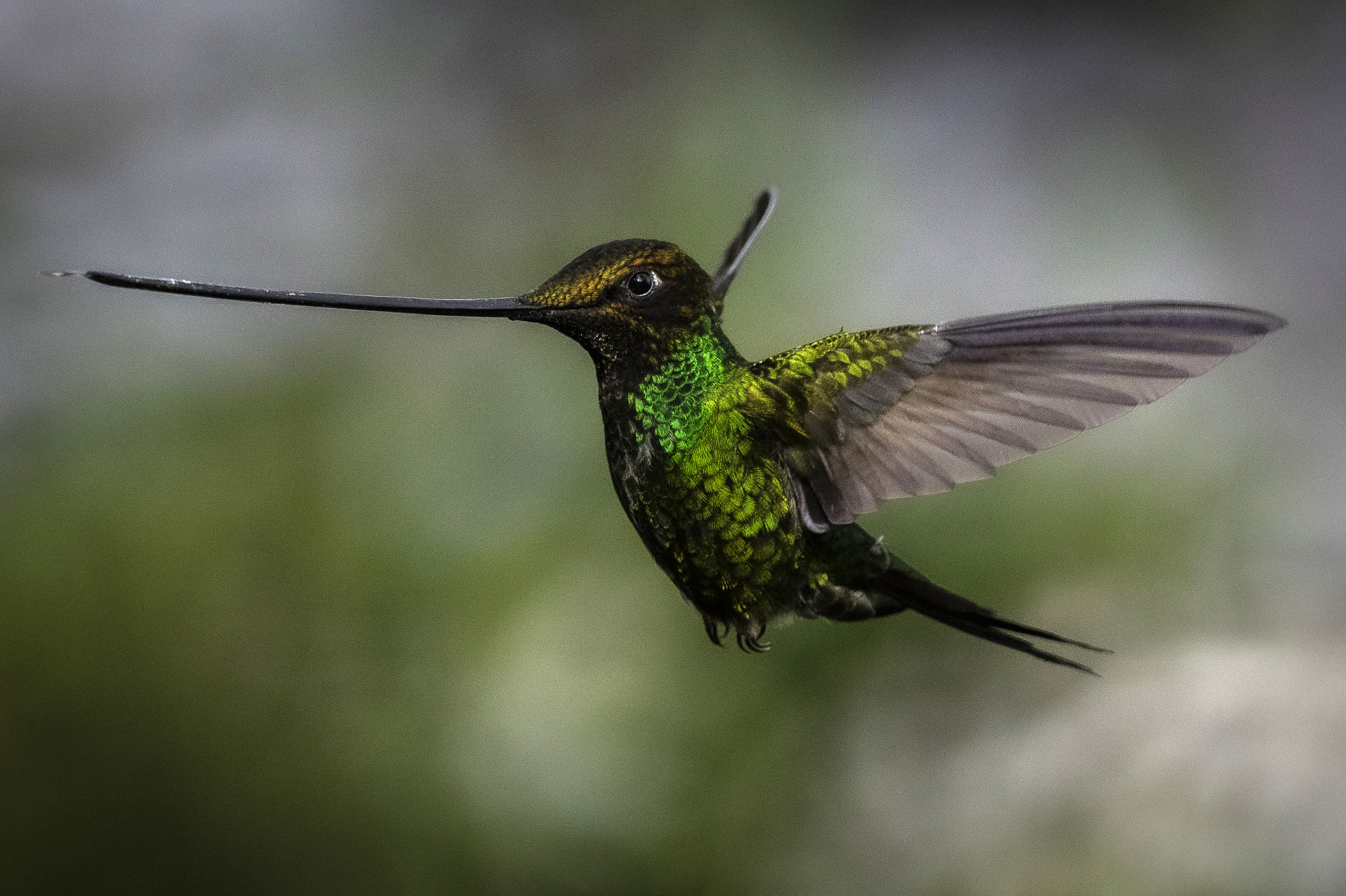 A hummingbird in flight