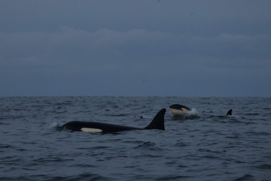 A pair of orcas are seen swimming from the water's surface.