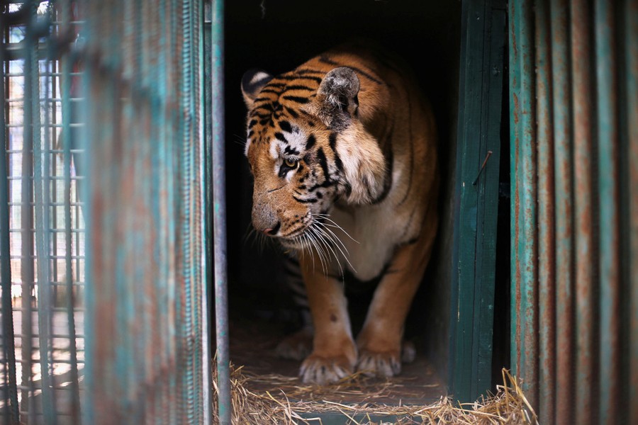 Animals Rescued From the 'Worst Zoo in the World' in Gaza The Atlantic
