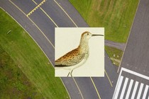 an illustration of an upland sandpiper, a lanky, brown-spotted bird, overlaid on an aerial image of an airport runway with green lawn on both sides