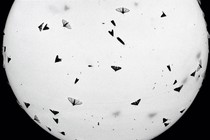 Small insects silhouetted against a white background