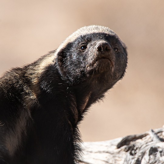 The Honey Badger - Everything you need to know