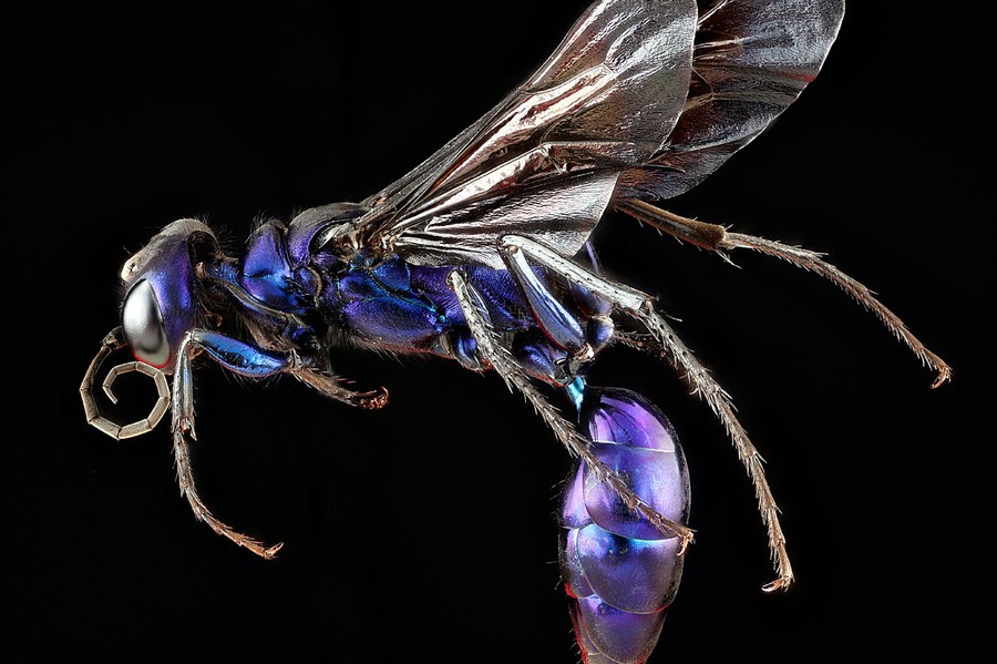 A Beautiful Collection of Insects - The Atlantic