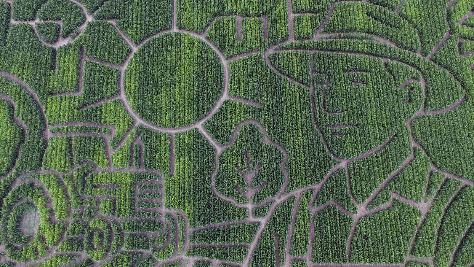 An aerial view of a corn maze with shapes representing a tractor a farmer, and the sun.