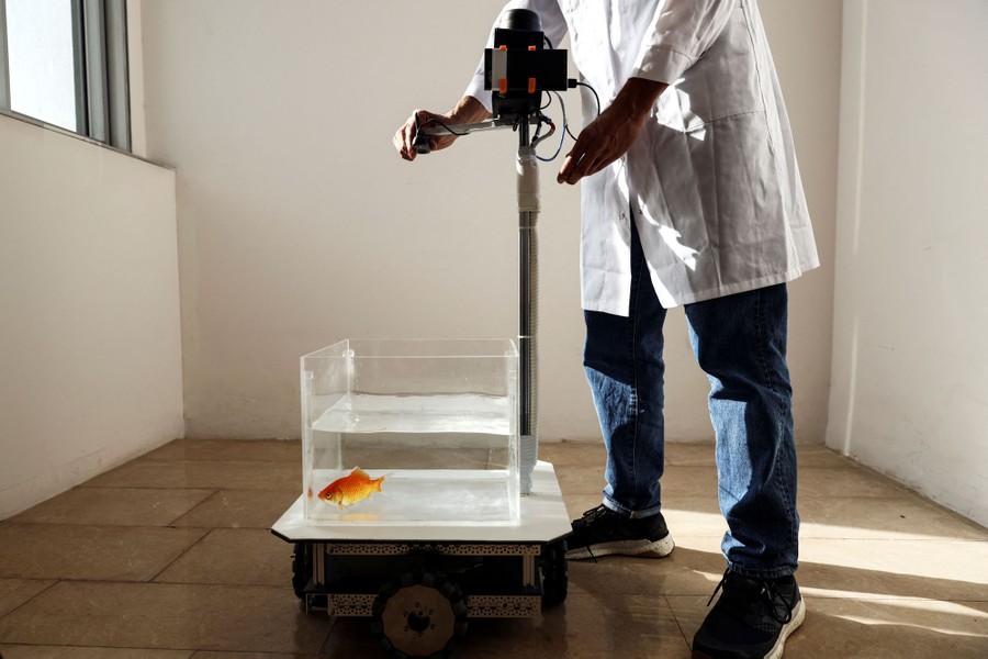 A researcher adjusts a fish-operated vehicle—a small wheeled platform carrying a clear-walled fish tank with a single goldfish swimming in it, topped by monitoring hardware.