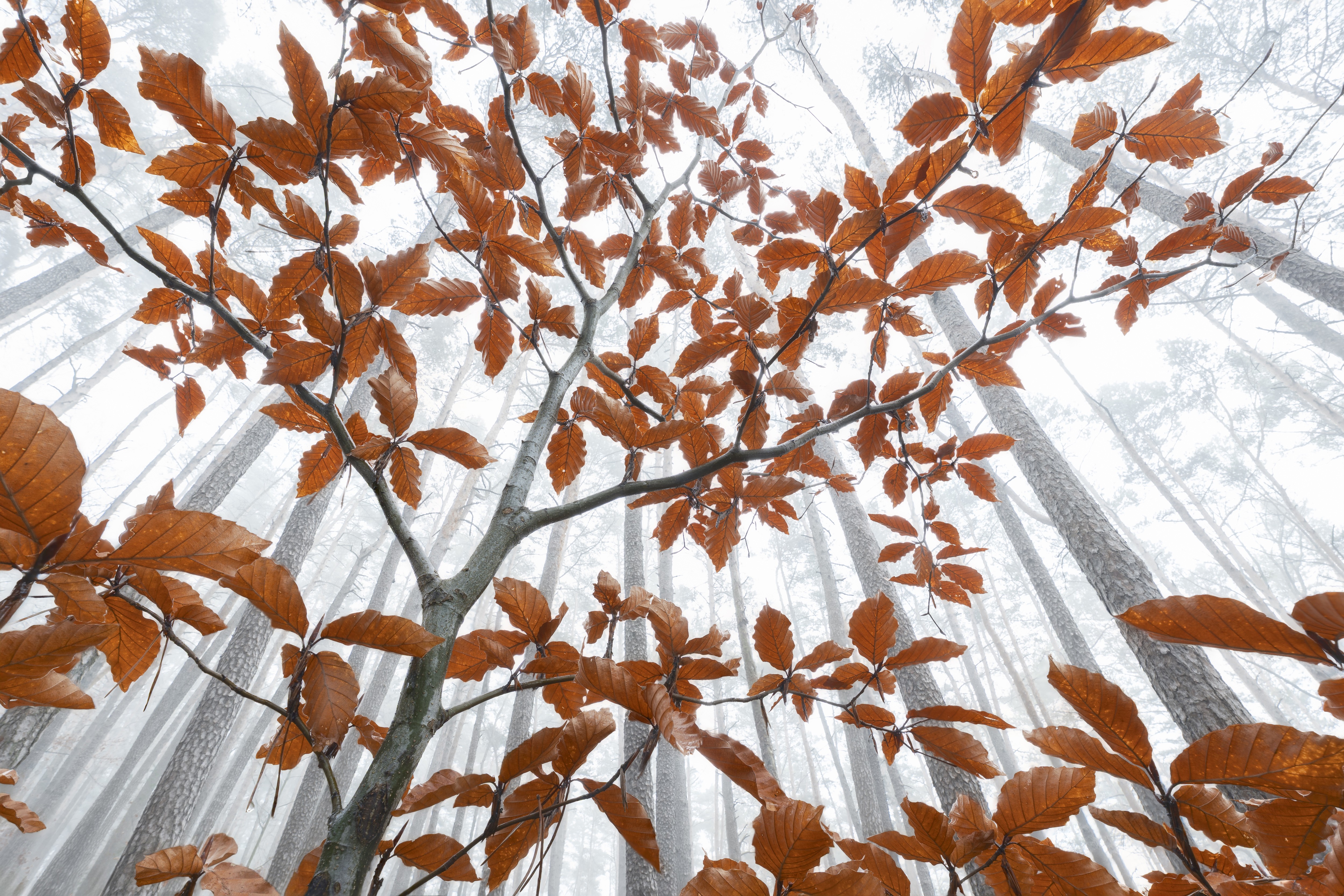 A view, looking upward, of autumn-colored leaves in a small tree beneath taller tree trunks on a misty day