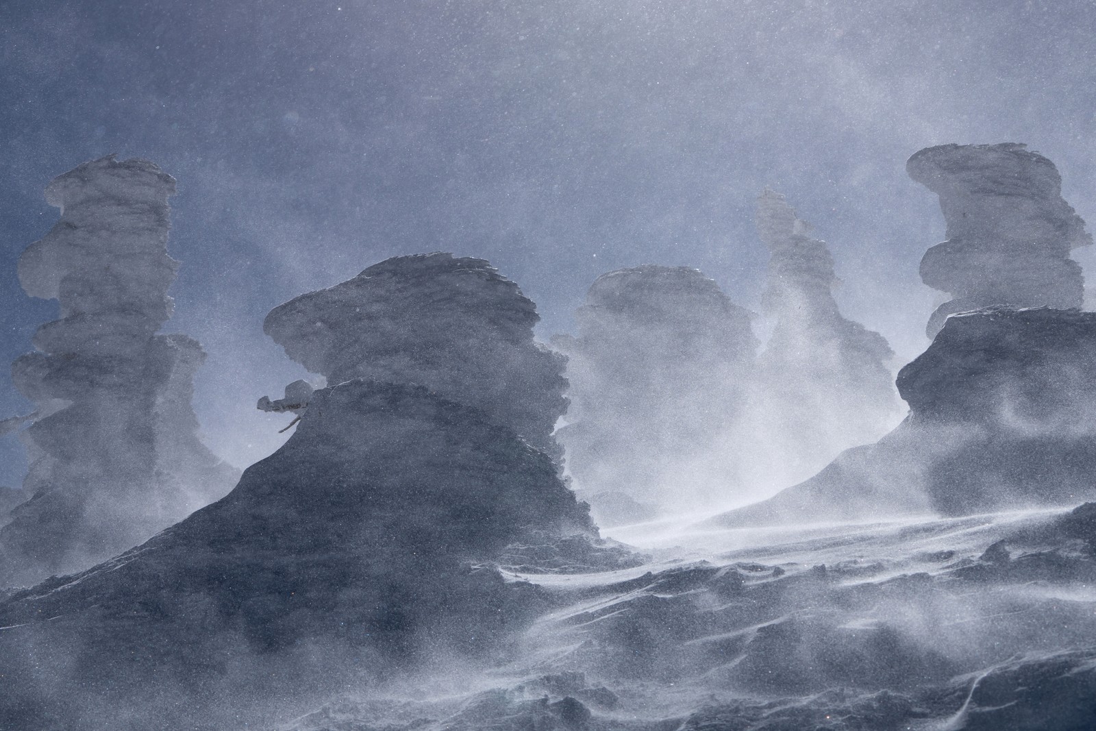 Snow-covered trees on a windy day