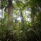 Light shines through the trees in a rain forest.