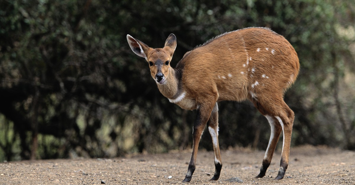 Mozambique's Bushbuck Have Thrived Without Predators - The Atlantic