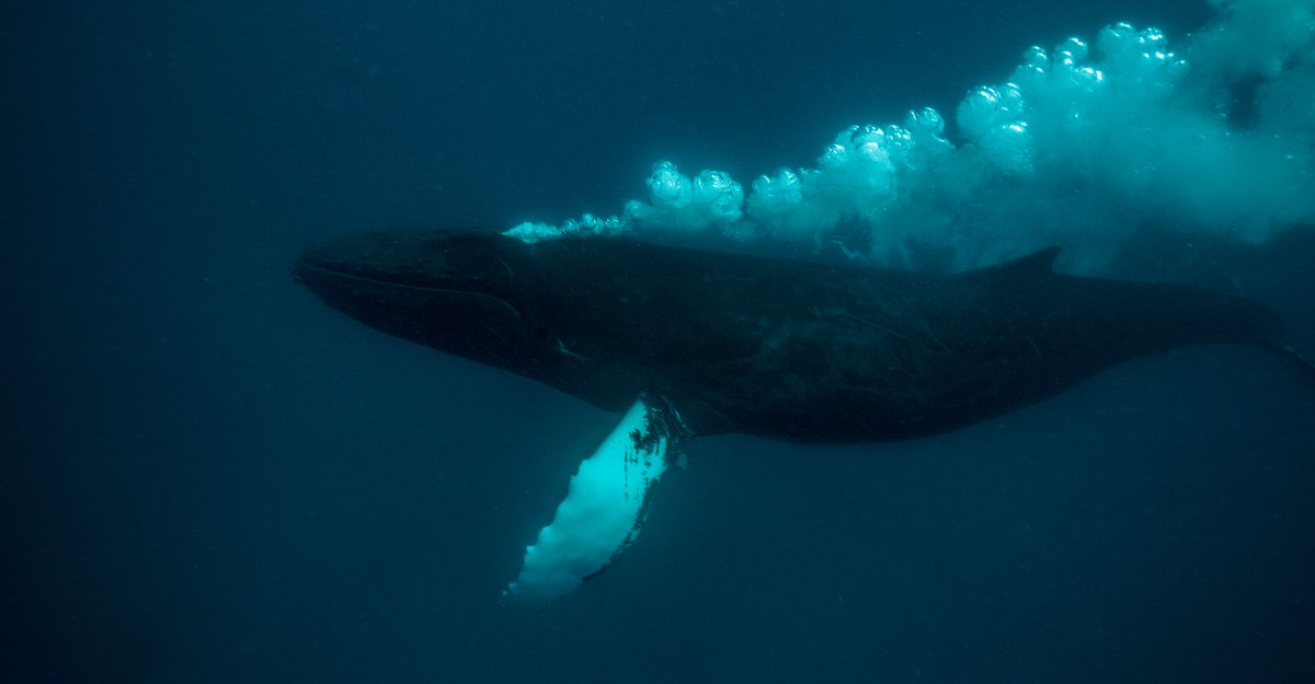 Why Do Whales Blow Bubbles? - The Atlantic
