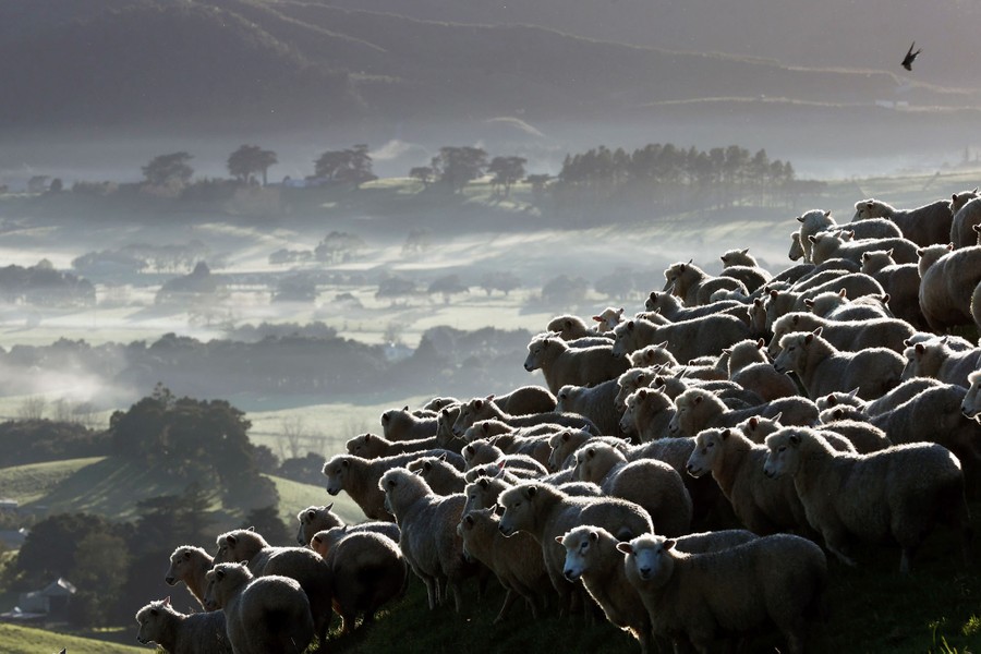 A flock of sheep stands on a hill above a broad valley.