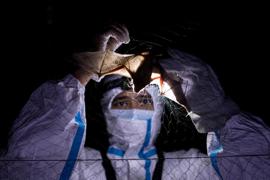 A person in protective gear removes a bat trapped in a net.